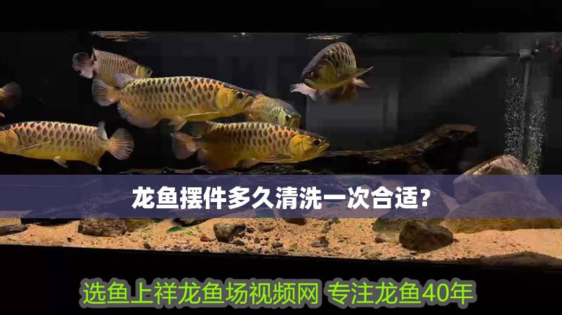 龍魚擺件多久清洗一次合適？ 龍魚擺件多久清洗一次合適？ 龍魚論壇