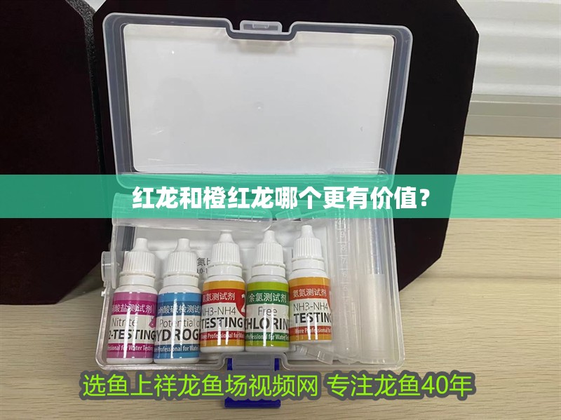 紅龍和橙紅龍哪個更有價值？