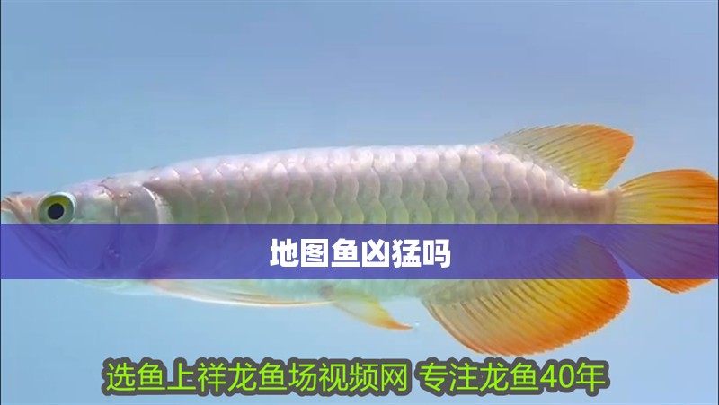 地圖魚(yú)兇猛嗎