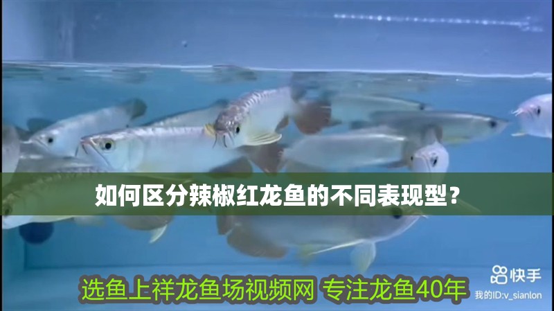 如何區分辣椒紅龍魚的不同表現型？ 如何區分辣椒紅龍魚的不同表現型？ 龍魚百科