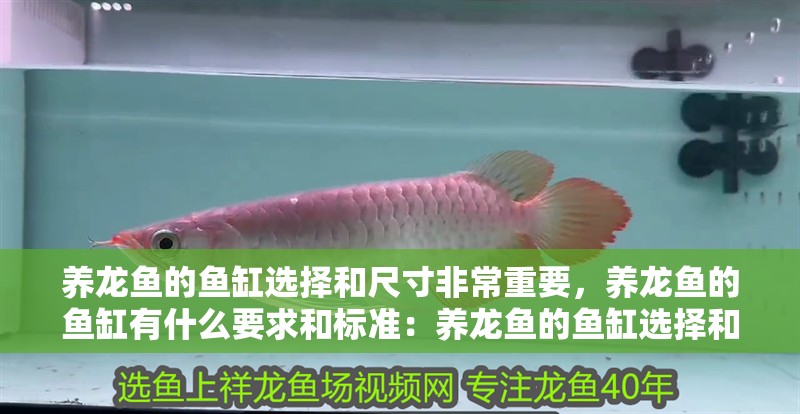 養龍魚的魚缸選擇和尺寸非常重要，養龍魚的魚缸有什么要求和標準：養龍魚的魚缸選擇和尺寸非常重要 養龍魚的魚缸選擇和尺寸非常重要，養龍魚的魚缸有什么要求和標準：養龍魚的魚缸選擇和尺寸非常重要 龍魚百科