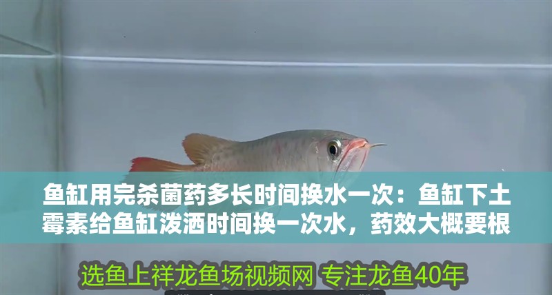 魚缸用完殺菌藥多長(zhǎng)時(shí)間換水一次：魚缸下土霉素給魚缸潑灑時(shí)間換一次水，藥效大概要根據(jù)換水