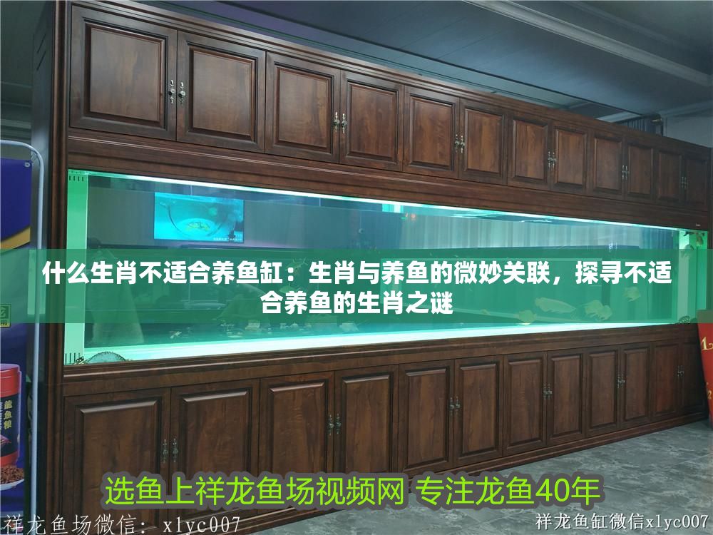 什么生肖不適合養(yǎng)魚缸：生肖與養(yǎng)魚的微妙關聯(lián)，探尋不適合養(yǎng)魚的生肖之謎