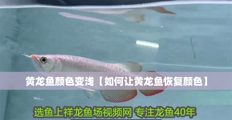 黃龍魚顏色變淺【如何讓黃龍魚恢復顏色】 黃龍魚顏色變淺【如何讓黃龍魚恢復顏色】 龍魚百科