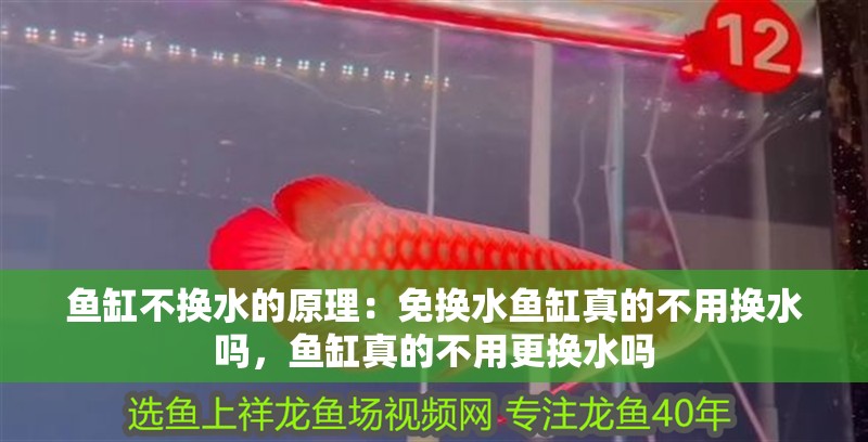 魚缸不換水的原理：免換水魚缸真的不用換水嗎，魚缸真的不用更換水嗎