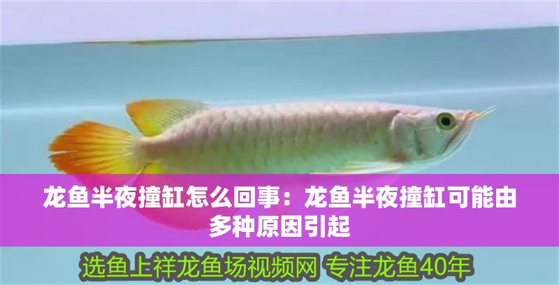 龍魚干蝦有營養嗎 龍魚半夜撞缸怎么回事:龍魚半夜撞缸可能由多種原因引起 龍魚百科 龍魚半夜撞缸怎么回事:龍魚半夜撞缸可能由多種原因引起 龍魚半夜撞缸怎么回事:龍魚半夜撞缸可能由多種原因引起 龍魚百科