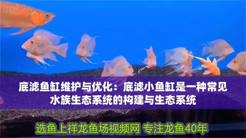 魚缸 底濾魚缸維護與優化:底濾小魚缸是一種常見水族生態系統的構建與生態系統 魚缸百科 底濾魚缸維護與優化:底濾小魚缸是一種常見水族生態系統的構建與生態系統 底濾魚缸維護與優化:底濾小魚缸是一種常見水族生態系統的構建與生態系統 魚缸百科