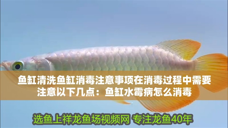 魚缸清洗魚缸消毒注意事項在消毒過程中需要注意以下幾點：魚缸水霉病怎么消毒 魚缸清洗魚缸消毒注意事項在消毒過程中需要注意以下幾點：魚缸水霉病怎么消毒 魚缸百科