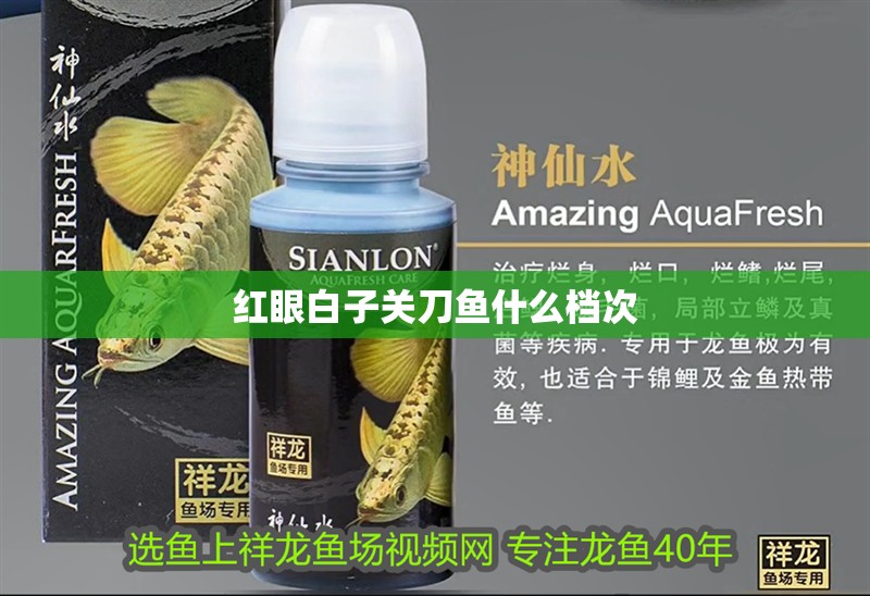紅眼白子關刀魚什么檔次