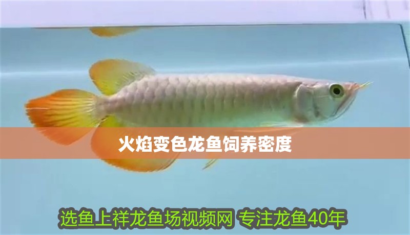 火焰變色龍魚飼養密度