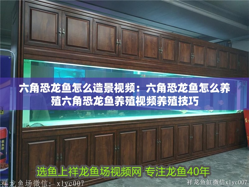 六角恐龍魚怎么造景視頻：六角恐龍魚怎么養殖六角恐龍魚養殖視頻養殖技巧