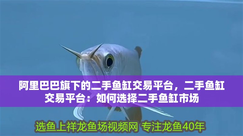 阿里巴巴旗下的二手魚缸交易平臺，二手魚缸交易平臺：如何選擇二手魚缸市場 阿里巴巴旗下的二手魚缸交易平臺，二手魚缸交易平臺：如何選擇二手魚缸市場 魚缸百科
