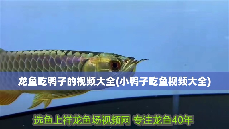 龍魚吃鴨子的視頻大全(小鴨子吃魚視頻大全) 龍魚吃鴨子的視頻大全(小鴨子吃魚視頻大全) 龍魚百科