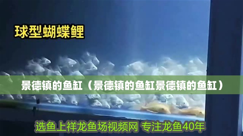 景德鎮(zhèn)的魚缸（景德鎮(zhèn)的魚缸景德鎮(zhèn)的魚缸）