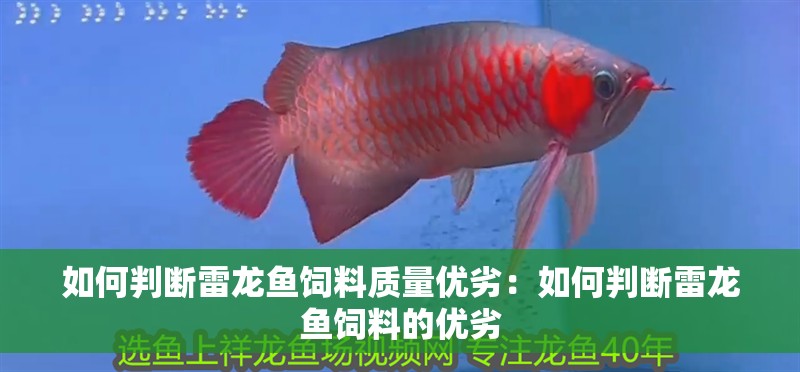 如何判斷雷龍魚飼料質量優劣：如何判斷雷龍魚飼料的優劣