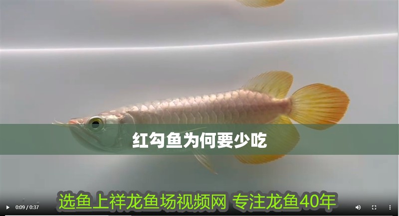 紅勾魚為何要少吃 紅勾魚為何要少吃 龍魚論壇