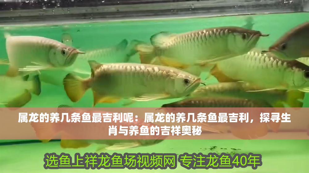 屬龍的養幾條魚最吉利呢：屬龍的養幾條魚最吉利，探尋生肖與養魚的吉祥奧秘