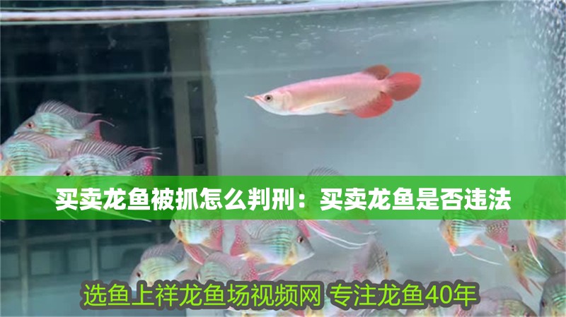 買賣龍魚被抓怎么判刑：買賣龍魚是否違法