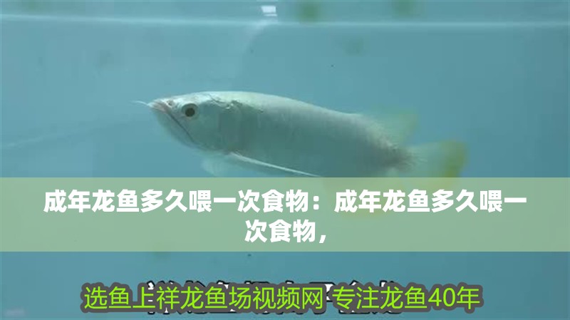 成年龍魚多久喂一次食物：成年龍魚多久喂一次食物，