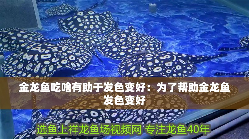 金龍魚吃啥有助于發色變好：為了幫助金龍魚發色變好 金龍魚吃啥有助于發色變好：為了幫助金龍魚發色變好 龍魚百科