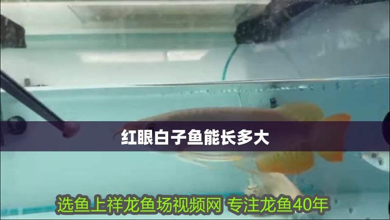 紅眼白子魚能長多大 紅眼白子魚能長多大 龍魚論壇