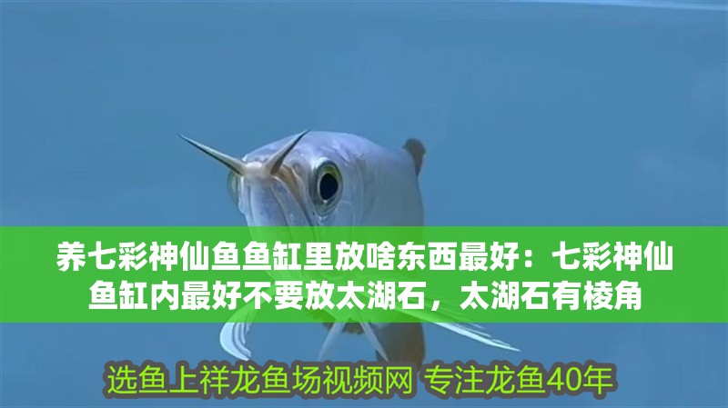 養七彩神仙魚魚缸里放啥東西最好：七彩神仙魚缸內最好不要放<strong><mark>太湖</mark></strong>石，<strong><mark>太湖</mark></strong>石有棱角