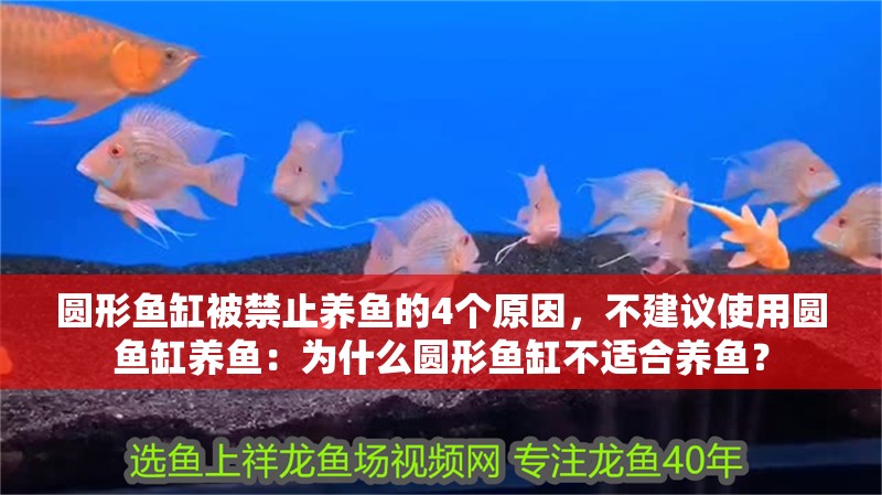 圓形魚缸被禁止養(yǎng)魚的4個原因，不建議使用圓魚缸養(yǎng)魚：為什么圓形魚缸不適合養(yǎng)魚？