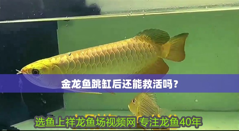 金龍魚跳缸后還能救活嗎？ 金龍魚跳缸后還能救活嗎？ 龍魚論壇