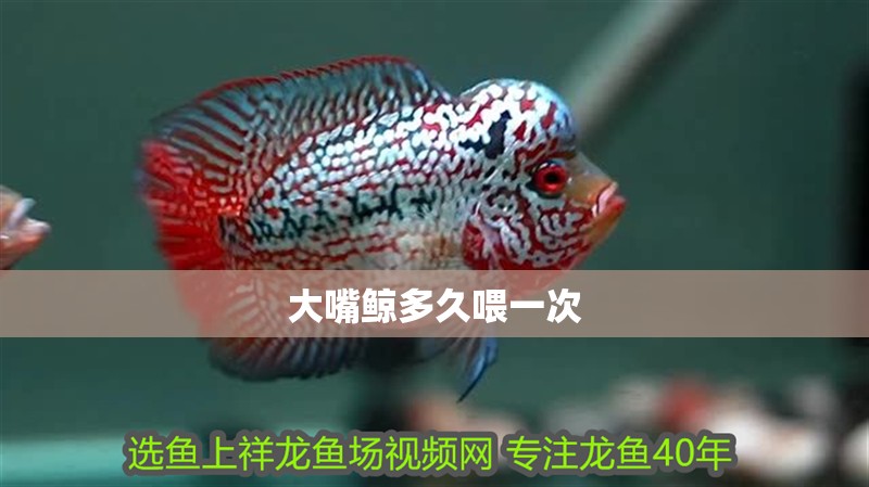 大嘴鯨多久喂一次
