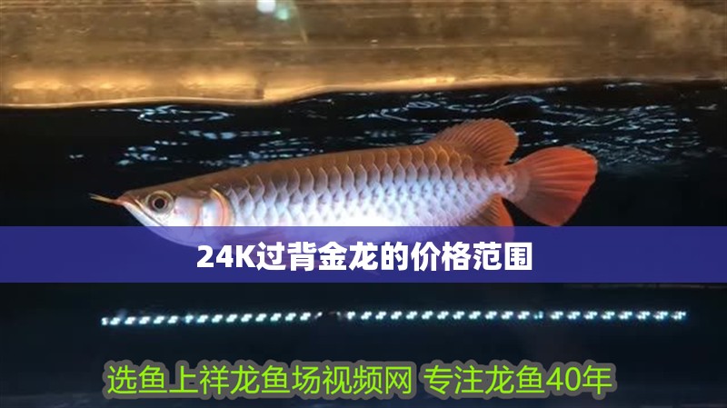 24K過背金龍的價格范圍