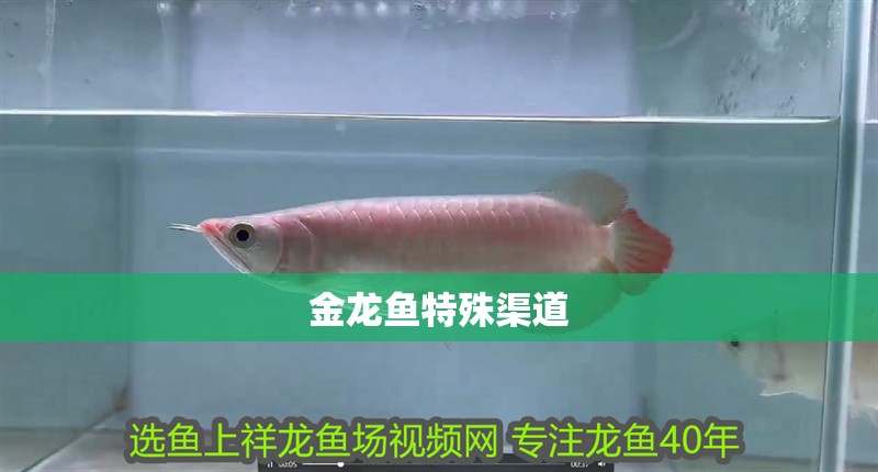 金龍魚特殊渠道