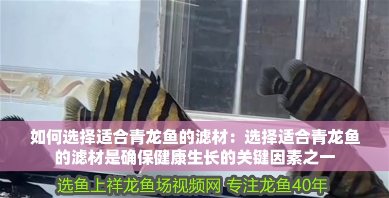 如何選擇適合青龍魚的濾材：選擇適合青龍魚的濾材是確保健康生長的關(guān)鍵因素之一