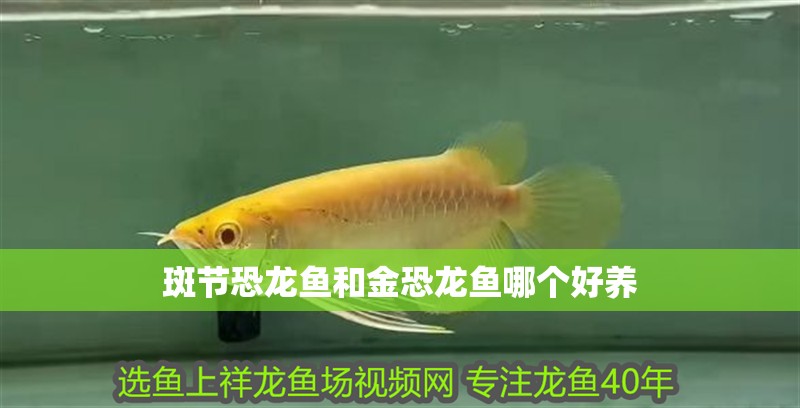 斑節恐龍魚和金恐龍魚哪個好養