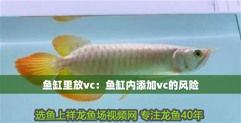 魚缸里放vc：魚缸內(nèi)添加vc的風(fēng)險(xiǎn) 魚缸里放vc：魚缸內(nèi)添加vc的風(fēng)險(xiǎn) 魚缸百科