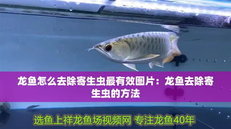 龍魚怎么去除寄生蟲最有效圖片：龍魚去除寄生蟲的方法