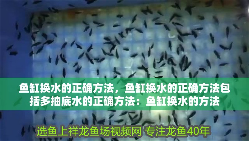 魚缸換水的正確方法，魚缸換水的正確方法包括多抽底水的正確方法：魚缸換水的方法 魚缸換水的正確方法，魚缸換水的正確方法包括多抽底水的正確方法：魚缸換水的方法 魚缸百科