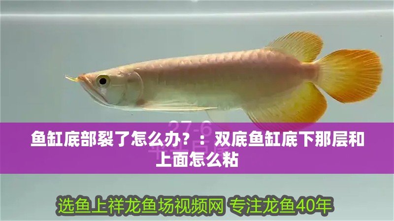 魚缸底部裂了怎么辦？：雙底魚缸底下那層和上面怎么粘