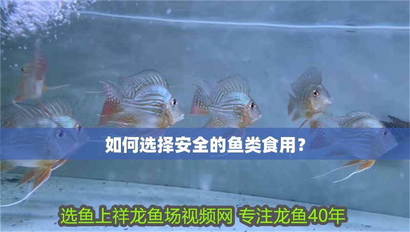 如何選擇安全的魚類食用？