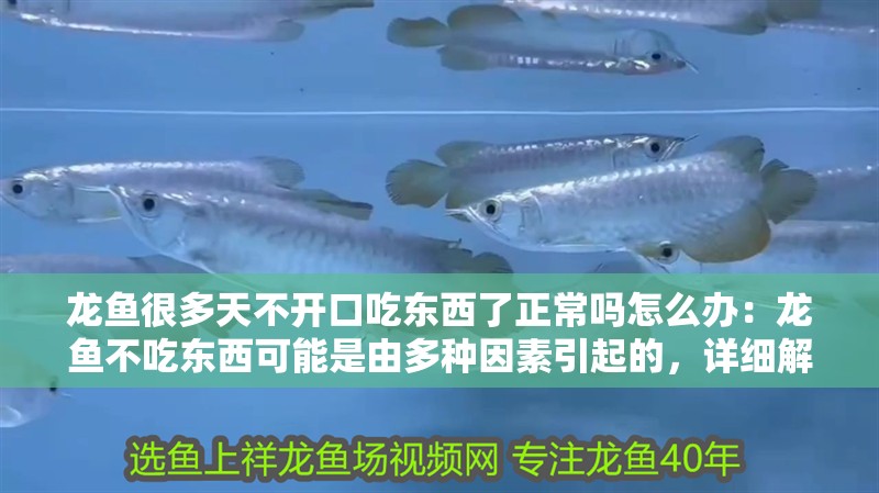 龍魚很多天不開口吃東西了正常嗎怎么辦：龍魚不吃東西可能是由多種因素引起的，詳細解決策略