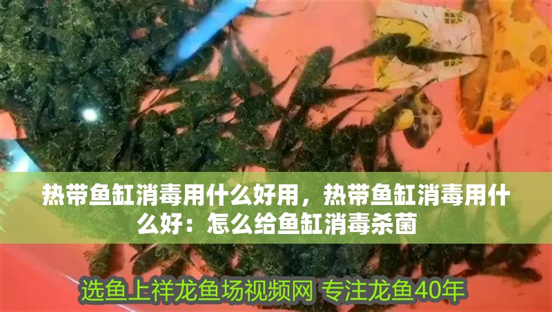 熱帶魚缸消毒用什么好用，熱帶魚缸消毒用什么好：怎么給魚缸消毒殺菌 熱帶魚缸消毒用什么好用，熱帶魚缸消毒用什么好：怎么給魚缸消毒殺菌 魚缸百科