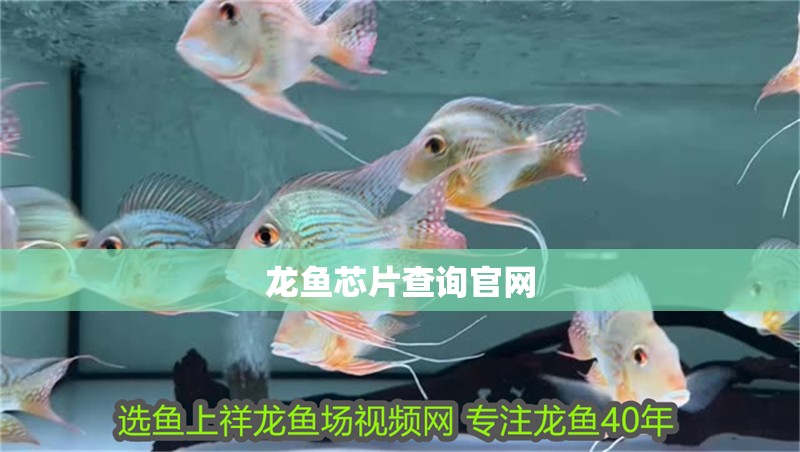 龍魚芯片查詢官網(wǎng)