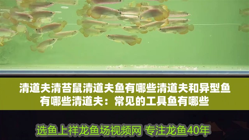 清道夫清苔鼠清道夫魚(yú)有哪些清道夫和異型魚(yú)有哪些清道夫：常見(jiàn)的工具魚(yú)有哪些