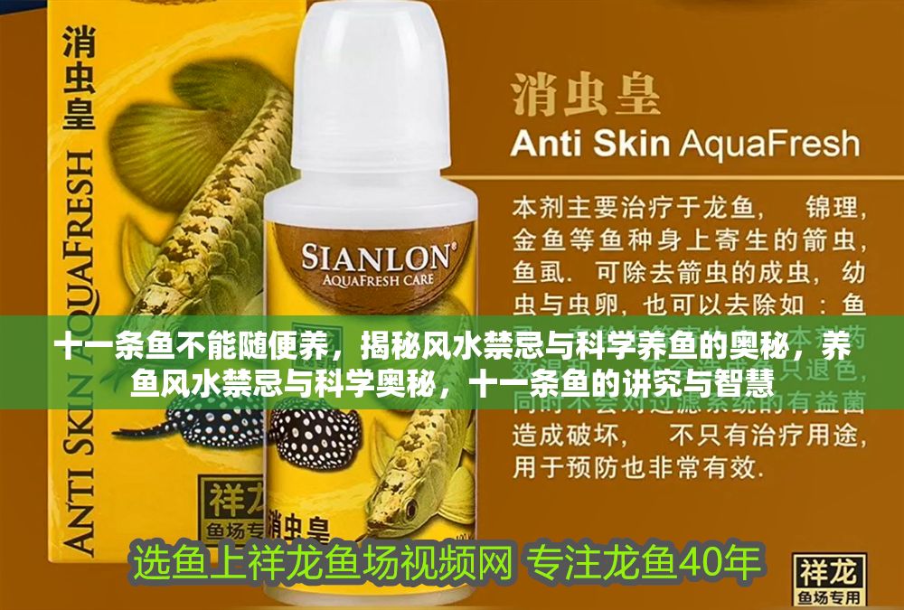 十一條魚不能隨便養，揭秘風水禁忌與科學養魚的奧秘，養魚風水禁忌與科學奧秘，十一條魚的講究與智慧