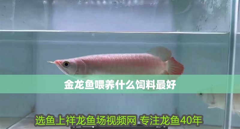 金龍魚喂養什么飼料最好