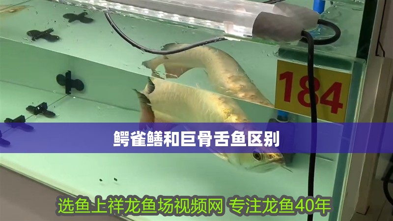 鱷雀鱔和巨骨舌魚區(qū)別