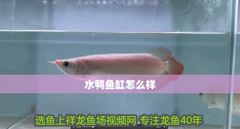 水鴨魚缸怎么樣