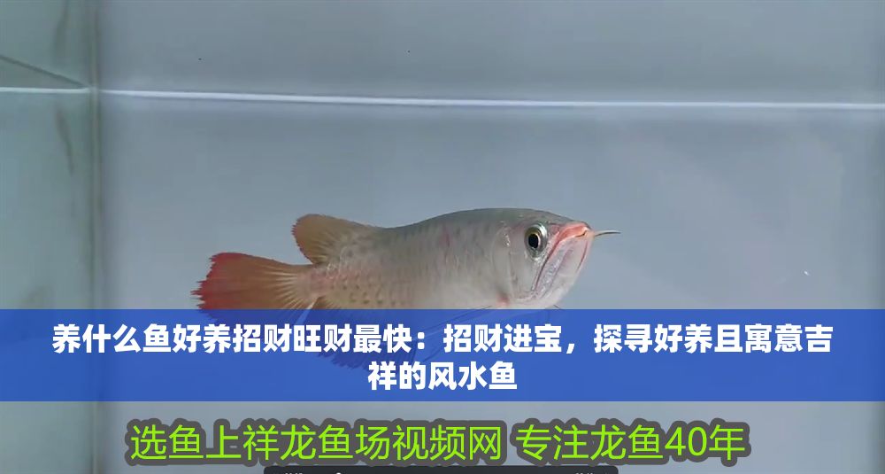 養什么魚好養招財旺財最快：招財進寶，探尋好養且寓意吉祥的風水魚