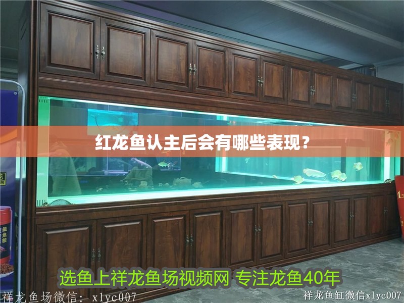 紅龍魚認主后會有哪些表現？