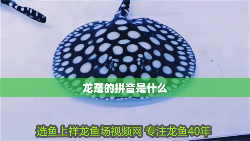 龍躉的拼音是什么