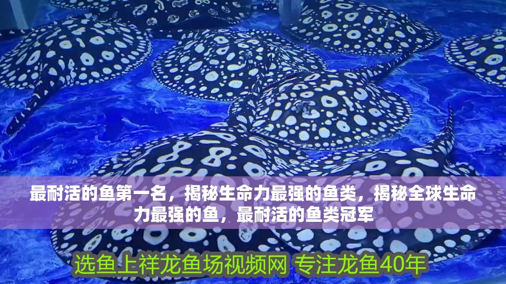 最耐活的魚第一名，揭秘生命力最強的魚類，揭秘全球生命力最強的魚，最耐活的魚類冠軍